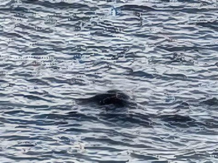 New Photo Shows Nessie Playing In The Water? – Hollywood Life